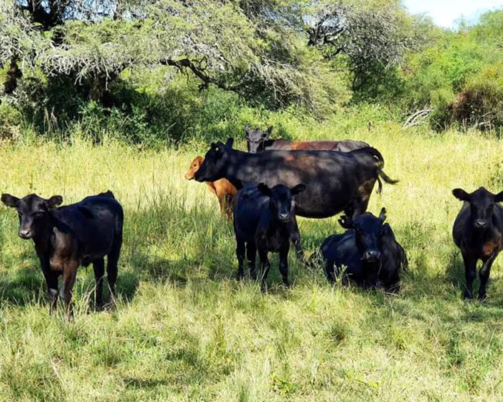 La Cabral – San Cristóbal, Santa Fe – Campo en venta