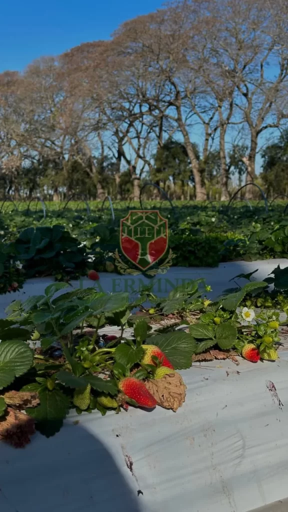 Campo del Medio – Santa Fe