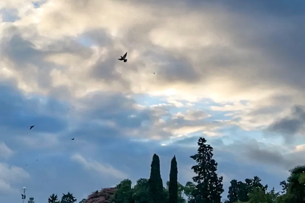 A10849FA-888C-4980-92CE-BD6E6292FE5E_5_11zon