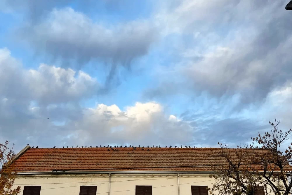 CA98D69D-B489-4054-9ACD-A9EBF5632841_16_11zon